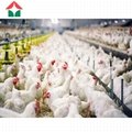 steel structure Poultry farming building shed chicken farm house 4