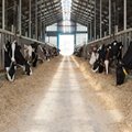 Prefabricated Steel Structure Design Livestock House Dairy Cow Farm 2