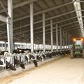 Prefabricated Steel Structure Design Livestock House Dairy Cow Farm 5