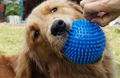 Dog Bouncy Ball