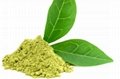 Natural Green Tea Extract 1