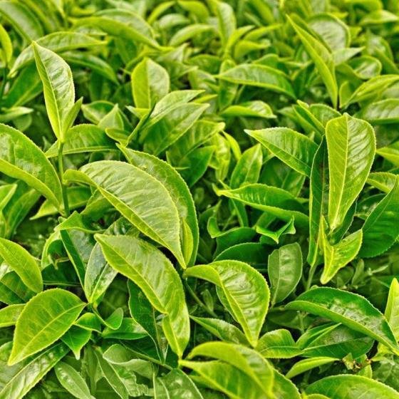 Natural Green Tea Extract 2