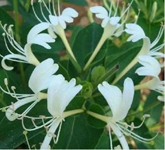 Anti Inflammatory Honeysuckle Flower Extract , 5% Chlorogenic Acid Lonicera Japo