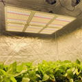 High efficacy LED Grow Light Board     quantum boards for sale 