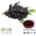 Elderberry Extract