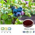 Bilberry Extract