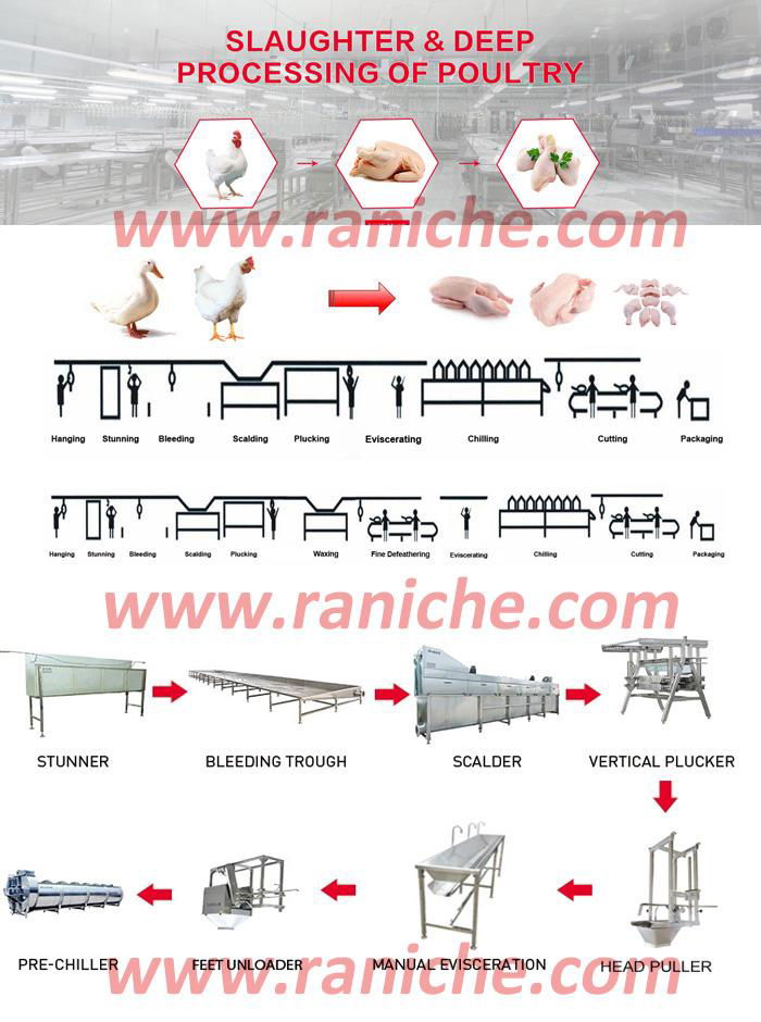 500 to 2000bph Poultry Abattoir Duck Slaughter Equipment Slaughtering Machine 2