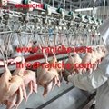 500 to 2000Bph Chicken Slaughterhouse Slaughtering Machine