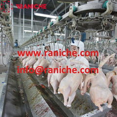 500 to 12000 bph halal chicken slaughter