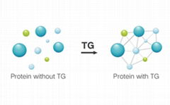 Transglutaminase