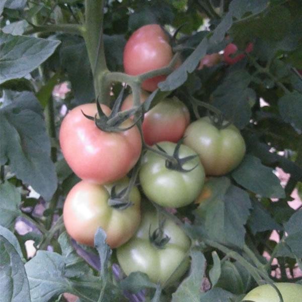 高产精品大果西红柿种子，双抗番茄种子 源自荷兰，早熟粉果番茄种子