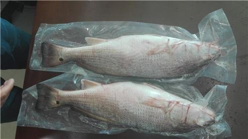 Frozen Red Fish/Red Drum fillet, Red Drum whole round Red Drum whole round  500- 2