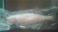 Frozen Red Fish/Red Drum fillet, Red Drum whole round Red Drum whole round  500- 3