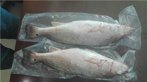 Frozen Red Fish/Red Drum fillet, Red Drum whole round Red Drum whole round  500- 4