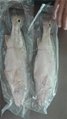 Frozen Red Fish/Red Drum fillet, Red Drum whole round Red Drum whole round  500- 5
