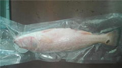 Red Drum whole round  500g Frozen Red Fish/Red Drum fillet, 