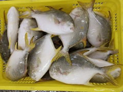 Good Golden Pompano, Golden Pomfret, Golden Pompano 300-400g/400-600g/500-600g/8