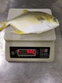 Good Golden Pompano, Golden Pomfret, Golden Pompano 300-400g/400-600g/500-600g/8 3