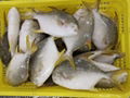 Golden Pompano 500-600g