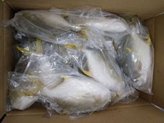 Golden Pomfret 300-400g