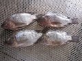 Tilapia GS/Gutted and scaled 2