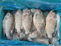 Tilapia WGS/Gutted and scaled 350-550