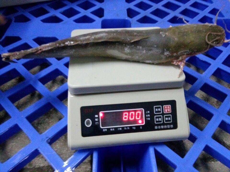 Catfish Whole round 500-1000g