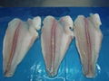 Frozen pangasius fillets 1