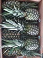 Fresh Pineapples 4