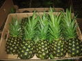 Fresh Pineapples 5