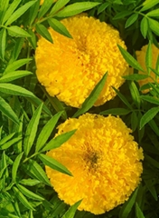 marigold seeds