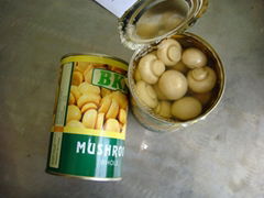 China Canned Fresh Whole Mushroom in 425g Eol