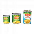 Canned Sweet Corn with High Quality 1