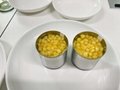 Canned Sweet Corn with High Quality