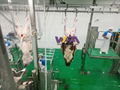 Bleeding conveyor cow slaughter machine