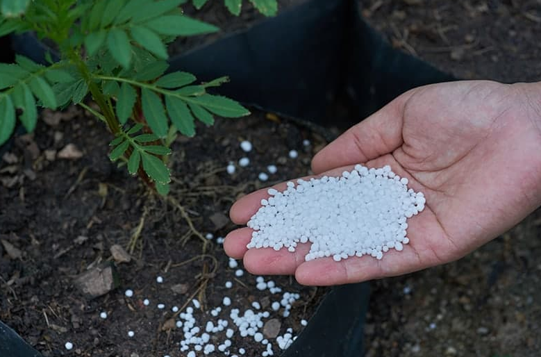 Calcium Nitrate Used To Promote The Growth Of Tomatoes 2