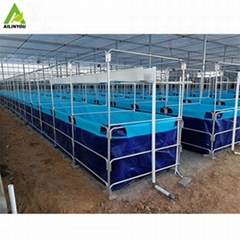 Hot Sale Intensive Recirculating Aquaculture Systems Tilapia Fish Farming RAS