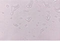  modern room self adhesive pvc wall paper for home 3