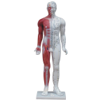 康誼牌KAY-B03人體針灸穴位模型85cm 2
