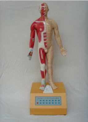 康谊牌MAW-170E多媒体人体针灸穴位发光模型 4