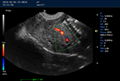 Dual-screen Display Trolley Veterinary Diagnostic Ultrasound Scanner PM-V6T 5