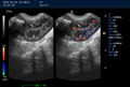 Dual-screen Display Trolley Veterinary Diagnostic Ultrasound Scanner PM-V6T 6