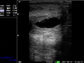 Palm vet digital ultrasound scanner hot sale PM-V1S 5