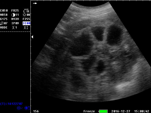 Hand-held Veterinary  animal ultrasound  with convex probe PM-V0S 5