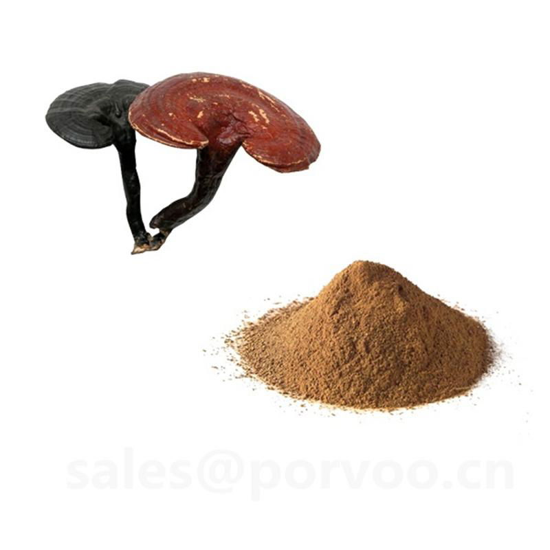 Wholesale Organic Ganoderma Extract, main functions of Ganoderma extract,Reishi 