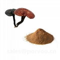 Wholesale Organic Ganoderma Extract, main functions of Ganoderma extract,Reishi  1