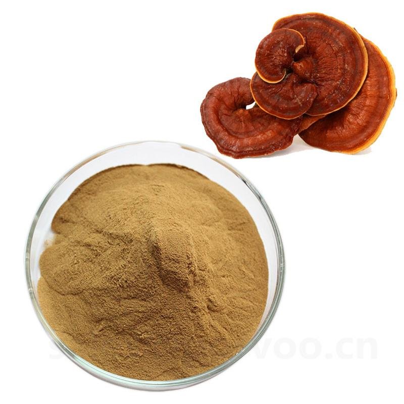 Wholesale Organic Ganoderma Extract, main functions of Ganoderma extract,Reishi  3