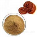 Wholesale Organic Ganoderma Extract, main functions of Ganoderma extract,Reishi  3