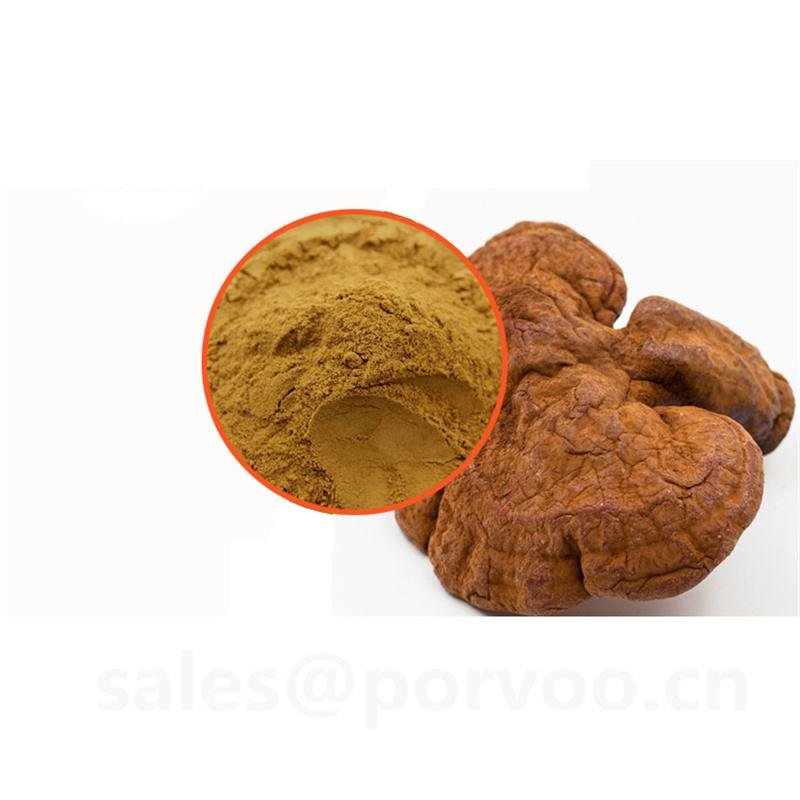 Wholesale Organic Ganoderma Extract, main functions of Ganoderma extract,Reishi  4