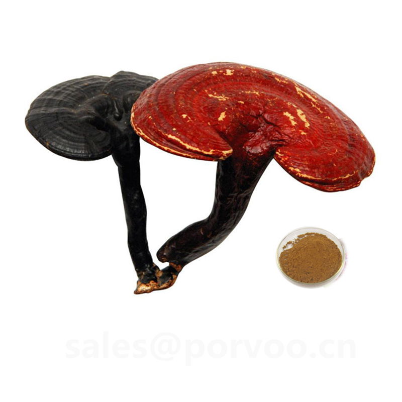 Wholesale Organic Ganoderma Extract, main functions of Ganoderma extract,Reishi  5